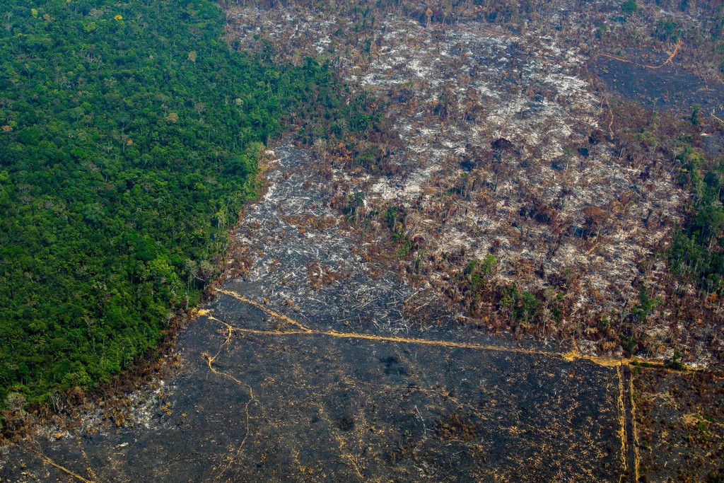 アマゾン森林火災の範囲はもっと増える 森林破壊が止まらない本当の理由とは 元教師が考える小学校の課題と50歳からの人生目標
